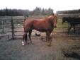 Toto- 11 yr old qh gelding--price reduced, need sell by winter