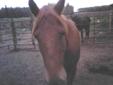 Toto- 11 yr old qh gelding--price reduced, need sell by winter