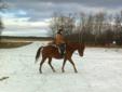 Trail horse! Very sensible, lots of potential!