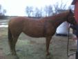 Trail horse with loads of potential!