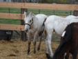 Two weanlings for sale