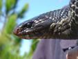 Wanted: Buying ALL Eastern Indigo snakes