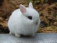 Wanted: looking for dwarf netherland rabbits