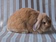 Wanted: Solid Colored Holland Lop Buck