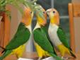 White bellied Caique Parrots