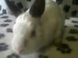 White & Grey Dwarf Rabbit - Free to Good Home