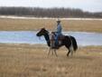 Winding Road Horse Training-Colt Starting-Sales-Stephen Braun